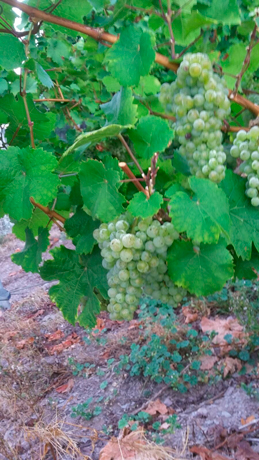 2016_herbst_fruchtstand