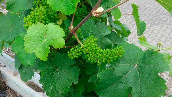 2016_sommer_fruchtstand